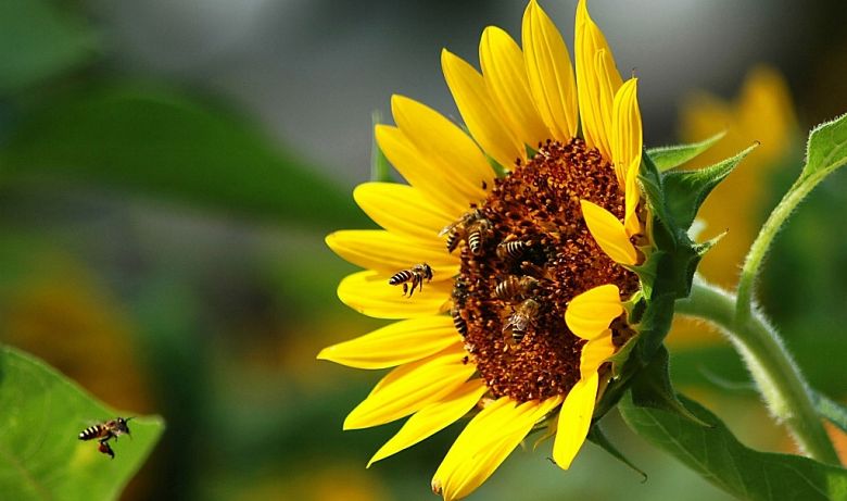 Komunikat dla rolników w sprawie zatruć pszczół
